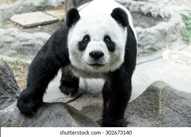 Lovely Panda Standing On The Rock, Soft Focus