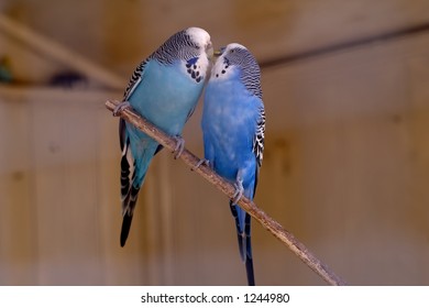 Lovely parakeet couple kissing