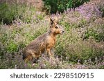 Lovely Patagonian Mara among green grasses. Dolichotis patagonum with blurred green background.