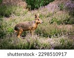 Lovely Patagonian Mara among green grasses. Dolichotis patagonum with blurred green background.