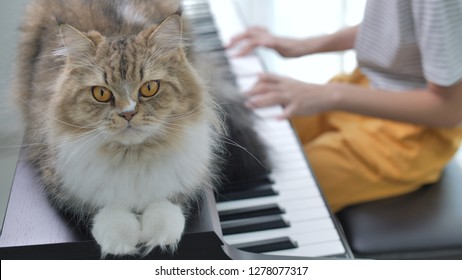 Lovely Persian Cat Listening To Asian Girl Playing Piano