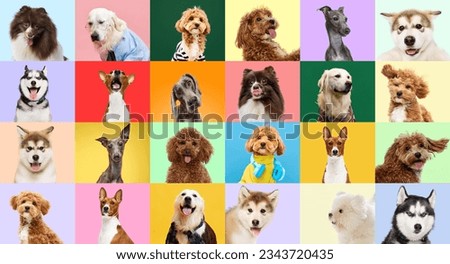 Lovely pets. Collage made of portraits with different dogs over multicolor background. Concept of friendship, pets love, animal life.