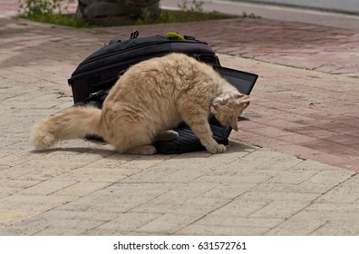 Lovely Photo Of Nice Yellow Cat On Laptop. Cat And Notebook. A Cat Near The Computer. Kitten Walking Behind A Computer, Cat Relaxing On Computer Laptop. 