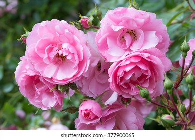 Lovely Pink Climbing Roses
