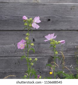 Lovely pink field bindweed having found a wooden wall to rest against in summer