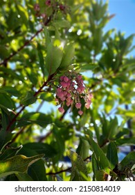 Lovely Pink Flowers In Del Monte Forest, USA. October 26,2019.