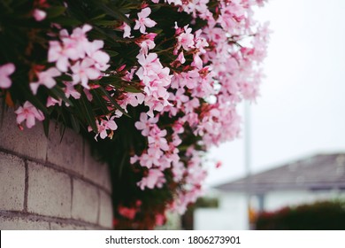 Lovely Pink Flowers Over A Wall By A Neighborhood Side Walk. 