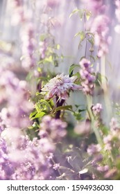 Lovely Pink Terry Flower Braided Vine. Clematis Flowers On Pink Background