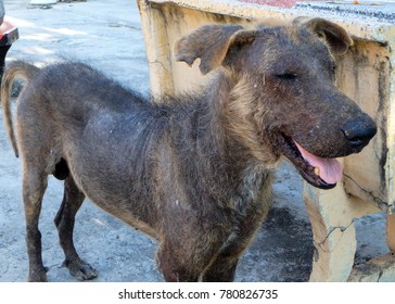 Lovely Pity Dog Skin Pain Fur Stock Photo 780826735 | Shutterstock