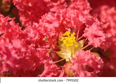 plush pink flowers