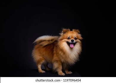 Lovely Pomeranian dog looks at camera on black background. Cute dog standing on black box. Charming doggy has beautiful brown hair or brown fur. It looks innocence and friendly. It sticking out tongue