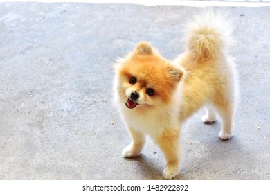 Puppy Dog Cute Pomeranians Porcelain Plate w// Display Stand