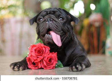 Lovely Pug Dog With Red Rose In Valentine Day.