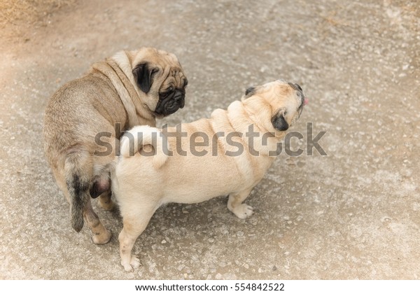 Lovely Pug Dogpug Dog Mating Season Stock Photo Edit Now 554842522