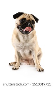 Lovely Purebred Pug Tongue Sticking Out Stock Photo 1513019711 ...