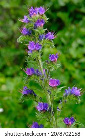 Lovely Purple Flowers Of A Common Vipers Bugloss (Echium Vulgare).