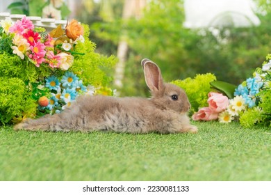 Lovely rabbit ears bunny lying down relax on green grass with flowers over spring time nature background. Little baby rabbit brown bunny curiosity sitting playful on meadow summer background. Easter - Shutterstock ID 2230081133