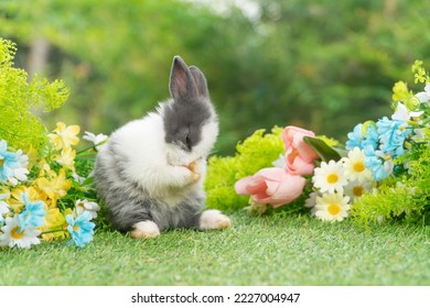 Lovely rabbit ears bunny standing leg paw on green grass with flowers over spring time nature background. Little baby rabbit white grey  bunny curiosity clean paw standing on meadow summer background. - Shutterstock ID 2227004947