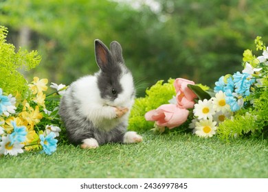Lovely rabbit ears bunny standing leg paw on green grass with flowers over spring time nature background. Little baby rabbit white grey  bunny curiosity clean paw standing on meadow summer background. - Powered by Shutterstock