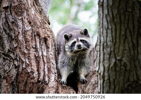 Lovely raccoon in a tree in Canada