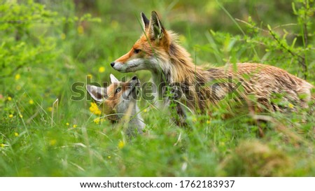 Lovely red fox, vulpes vulpes, cub hiding below mother and sniffing with little nose in forest. Young animal in protection of adult on meadow with tall green grass.
