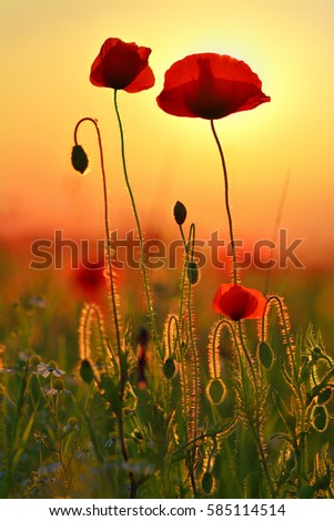 Similar – Foto Bild mohnblumenzauber Farbfoto