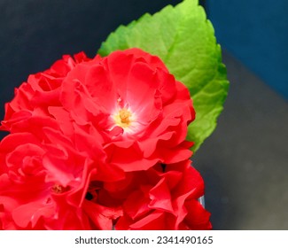 lovely red rose close up
 - Powered by Shutterstock
