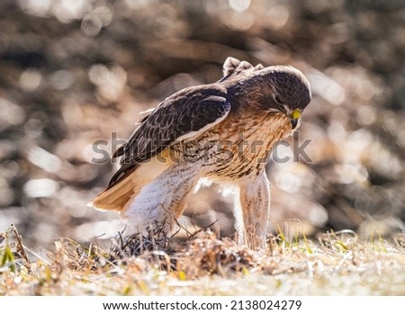 A lovely red tail hawk trying to catch its prey on the ground.  His feather covered legs are beautiful.  He appears to be strutting, but it is actually trying to capture a mouse on the ground.