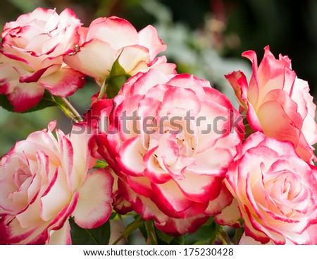 Lovely and romantic blooms of the Hybrid Tea rose cultivar 'Double Delight' in the garden