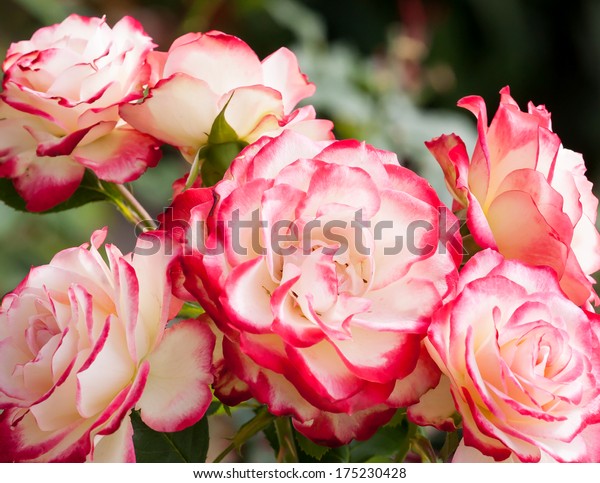 Lovely and romantic blooms of the\
Hybrid Tea rose cultivar \'Double Delight\' in the\
garden
