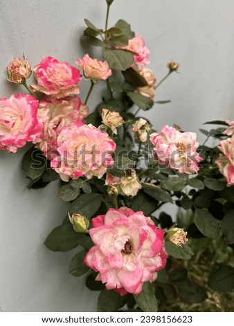 Lovely roses blooming in my garden during the summer.