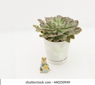 A Lovely Rosette Of Echeveria Ruffles With Soft Red Edging.  Planted In A White Pot And Tied With Ribbon With Bunny Ornament. Good Indoor Decoration Or Gift For Easter. Isolated On White Background.