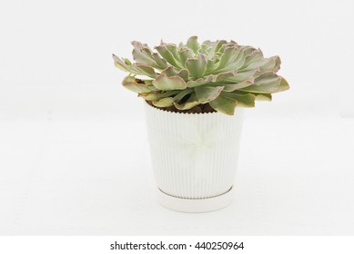 A Lovely Rosette Of Echeveria Ruffles With Soft Red Edging.  Know As Blue Curls.Planted In A White Pot And Tied With Ribbon For Indoor Decoration Or Gift.  Isolated On White Background.