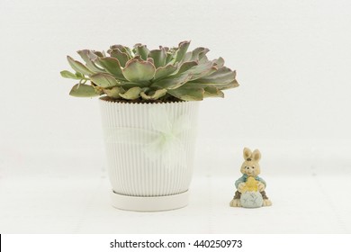 A Lovely Rosette Of Echeveria Ruffles With Soft Red Edging.  Planted In A White Pot And Tied With Ribbon With Bunny Ornament. Good Indoor Decoration Or Gift For Easter. Isolated On White Background.