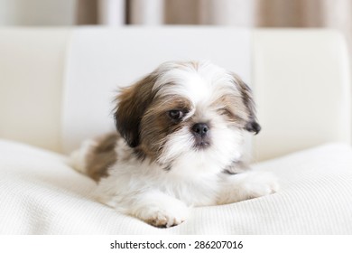 Lovely Sad Shih Tzu Puppy Close Stock Photo 286207016 | Shutterstock