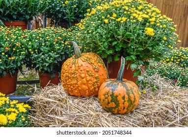 Lovely scene with fall mums, hay bales, and knucklehead pumpkins. Closeup.