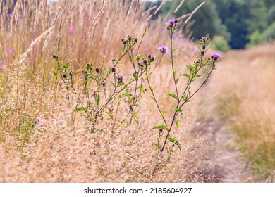 Lovely Scene On Countryside Road With Dried Grass And Flowering Knapweed. Late Summer Nature Background.