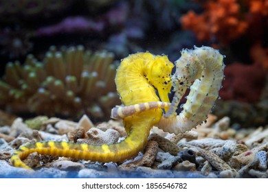 Lovely scenery of two Seahorses
