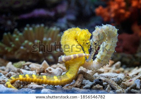 Lovely scenery of two Seahorses