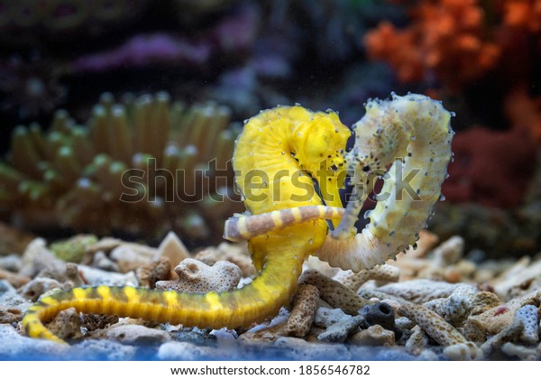 Lovely Scenery Two Seahorses Stock Photo (Edit Now) 1856546782