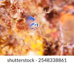 Lovely Sea Squirt, Panda Sea Squirt (Clavelina coerulea).

Hirizohama beach, Nakagi, Minami-Izu, Izu Peninsula, Shizuoka pref - 2024.
