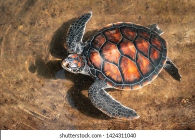 Lovely sea turtle in the pond