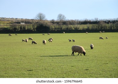 Lovely Sheeps And Their Feild