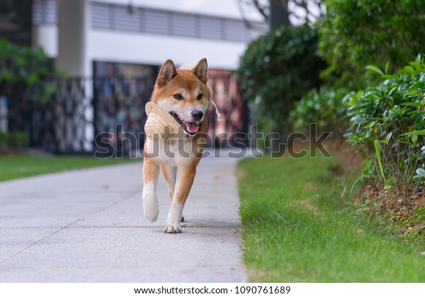 Lovely Shiba Inu Walking Park Stock Photo Edit Now 1090761689