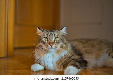 Lovely Siberian Cat Lying On The Floor. Fluffy Cat. Hypoallergenic Cat. 