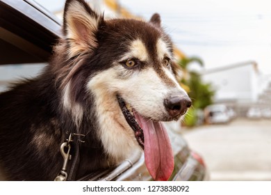 Lovely Siberian Husky Dog Gets Ready For Travel. Cute Dog Gets Excited Because It Is The First Time For Traveling By Car. It Is Sticking Out Tongue Because Of The Hot Weather In Summer Season.