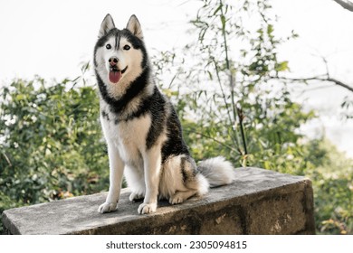 Lovely Siberian husky dog is sitting and grinning outdoors.