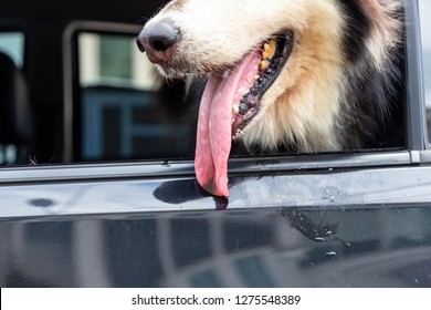 Lovely Siberian Husky Dog Is Sticking Out Tongue Because Of The Hot Weather In Summer Season. Cute Dog Is Drooling Over From Mouth And Making The Car Or Car Door Dirty. Doggie Is Waiting Owner In Car