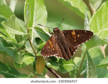 Lovely Silver Spotted Skipper Butterfly