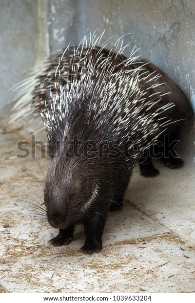 Lovely Sleepy Porcupines Portrait Cute Porcupine Stock Photo Edit Now 1039633204